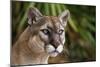 Florida Puma-null-Mounted Premium Photographic Print