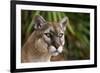 Florida Puma-null-Framed Premium Photographic Print