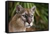 Florida Puma-null-Framed Stretched Canvas