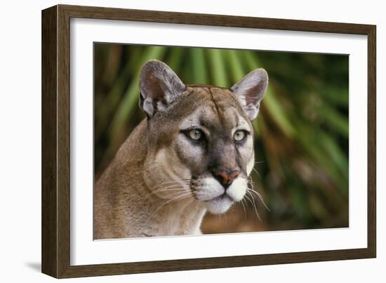 Florida Puma-null-Framed Photographic Print