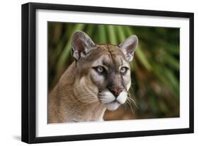 Florida Puma-null-Framed Photographic Print