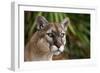 Florida Puma-null-Framed Photographic Print