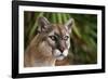 Florida Puma-null-Framed Photographic Print