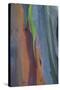 Florida, Rainbow Gum Detail of Tree Bark-Judith Zimmerman-Stretched Canvas