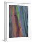 Florida, Rainbow Gum Detail of Tree Bark-Judith Zimmerman-Framed Photographic Print