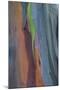 Florida, Rainbow Gum Detail of Tree Bark-Judith Zimmerman-Mounted Photographic Print