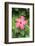 Florida, Red Hibiscus-Lisa S. Engelbrecht-Framed Photographic Print