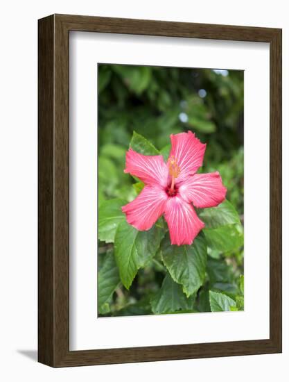 Florida, Red Hibiscus-Lisa S. Engelbrecht-Framed Photographic Print