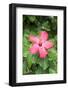 Florida, Red Hibiscus-Lisa S. Engelbrecht-Framed Photographic Print