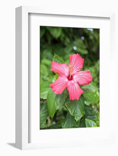 Florida, Red Hibiscus-Lisa S. Engelbrecht-Framed Photographic Print