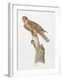 Florida Red Shouldered Hawk-Sean Bollar-Framed Collectable Print