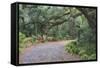 Florida. Road Through Old Trees and Vegetation-Jaynes Gallery-Framed Stretched Canvas