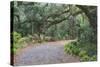 Florida. Road Through Old Trees and Vegetation-Jaynes Gallery-Stretched Canvas