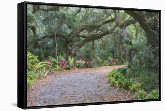 Florida. Road Through Old Trees and Vegetation-Jaynes Gallery-Framed Stretched Canvas