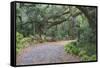 Florida. Road Through Old Trees and Vegetation-Jaynes Gallery-Framed Stretched Canvas