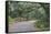 Florida. Road Through Old Trees and Vegetation-Jaynes Gallery-Framed Stretched Canvas