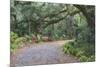 Florida. Road Through Old Trees and Vegetation-Jaynes Gallery-Mounted Photographic Print