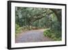 Florida. Road Through Old Trees and Vegetation-Jaynes Gallery-Framed Photographic Print