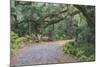 Florida. Road Through Old Trees and Vegetation-Jaynes Gallery-Mounted Photographic Print