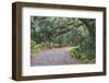 Florida. Road Through Old Trees and Vegetation-Jaynes Gallery-Framed Photographic Print