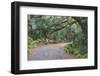 Florida. Road Through Old Trees and Vegetation-Jaynes Gallery-Framed Photographic Print