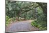 Florida. Road Through Old Trees and Vegetation-Jaynes Gallery-Mounted Photographic Print