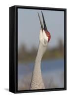 Florida Sandhill Crane (Grus Canadensis Pratensis) Portrait, Bugling, Lakeland-Lynn M^ Stone-Framed Stretched Canvas