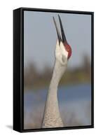 Florida Sandhill Crane (Grus Canadensis Pratensis) Portrait, Bugling, Lakeland-Lynn M^ Stone-Framed Stretched Canvas