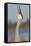 Florida Sandhill Crane (Grus Canadensis Pratensis) Portrait, Bugling, Lakeland-Lynn M^ Stone-Framed Stretched Canvas