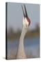 Florida Sandhill Crane (Grus Canadensis Pratensis) Portrait, Bugling, Lakeland-Lynn M^ Stone-Stretched Canvas