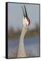 Florida Sandhill Crane (Grus Canadensis Pratensis) Portrait, Bugling, Lakeland-Lynn M^ Stone-Framed Stretched Canvas