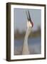 Florida Sandhill Crane (Grus Canadensis Pratensis) Portrait, Bugling, Lakeland-Lynn M^ Stone-Framed Photographic Print