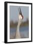 Florida Sandhill Crane (Grus Canadensis Pratensis) Portrait, Bugling, Lakeland-Lynn M^ Stone-Framed Photographic Print