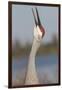 Florida Sandhill Crane (Grus Canadensis Pratensis) Portrait, Bugling, Lakeland-Lynn M^ Stone-Framed Photographic Print