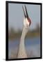 Florida Sandhill Crane (Grus Canadensis Pratensis) Portrait, Bugling, Lakeland-Lynn M^ Stone-Framed Photographic Print