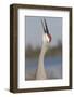 Florida Sandhill Crane (Grus Canadensis Pratensis) Portrait, Bugling, Lakeland-Lynn M^ Stone-Framed Photographic Print