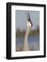 Florida Sandhill Crane (Grus Canadensis Pratensis) Portrait, Bugling, Lakeland-Lynn M^ Stone-Framed Photographic Print