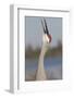 Florida Sandhill Crane (Grus Canadensis Pratensis) Portrait, Bugling, Lakeland-Lynn M^ Stone-Framed Photographic Print