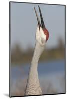 Florida Sandhill Crane (Grus Canadensis Pratensis) Portrait, Bugling, Lakeland-Lynn M^ Stone-Mounted Photographic Print