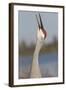 Florida Sandhill Crane (Grus Canadensis Pratensis) Portrait, Bugling, Lakeland-Lynn M^ Stone-Framed Photographic Print