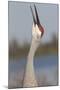 Florida Sandhill Crane (Grus Canadensis Pratensis) Portrait, Bugling, Lakeland-Lynn M^ Stone-Mounted Photographic Print