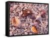 Florida, Sanibel Island, Gulf of Mexico, Sea Shell on the Beach-null-Framed Stretched Canvas