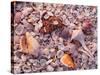 Florida, Sanibel Island, Gulf of Mexico, Sea Shell on the Beach-null-Stretched Canvas
