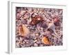 Florida, Sanibel Island, Gulf of Mexico, Sea Shell on the Beach-null-Framed Photographic Print