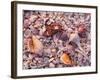 Florida, Sanibel Island, Gulf of Mexico, Sea Shell on the Beach-null-Framed Photographic Print