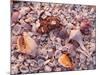 Florida, Sanibel Island, Gulf of Mexico, Sea Shell on the Beach-null-Mounted Photographic Print