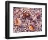 Florida, Sanibel Island, Gulf of Mexico, Sea Shell on the Beach-null-Framed Photographic Print