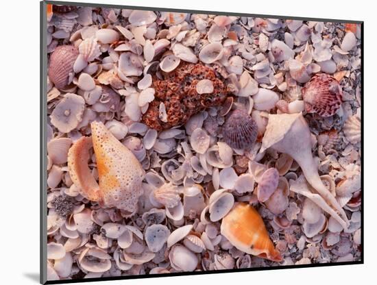 Florida, Sanibel Island, Gulf of Mexico, Sea Shell on the Beach-null-Mounted Photographic Print