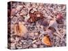 Florida, Sanibel Island, Gulf of Mexico, Sea Shell on the Beach-null-Stretched Canvas