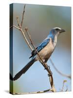 Florida Scrub Jay Perched, Oscar Scherer Sp, Osprey, Florida-Bernard Friel-Stretched Canvas